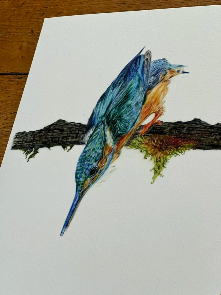 Kingfisher – Bird Art Print | Limited Edition Giclée on Fine Art Paper