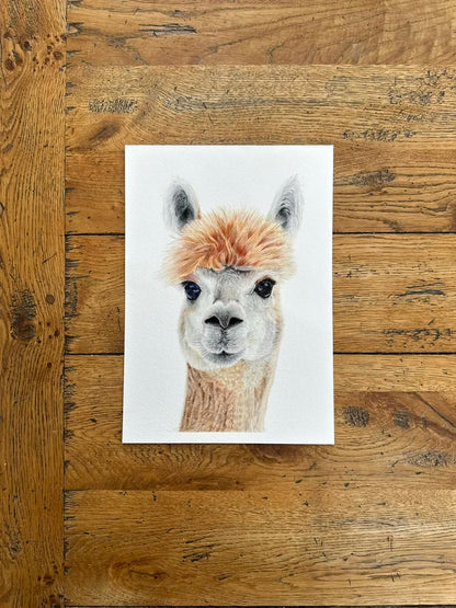Alpaca Portrait | Print Colored Pencil Drawing | Farm Animal Art