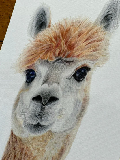 Alpaca Portrait | Print Colored Pencil Drawing | Farm Animal Art