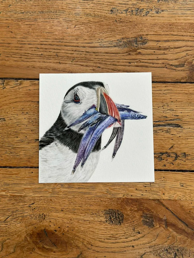 Puffin – Coastal Bird Art Print | Limited Edition Giclée on Fine Art Paper