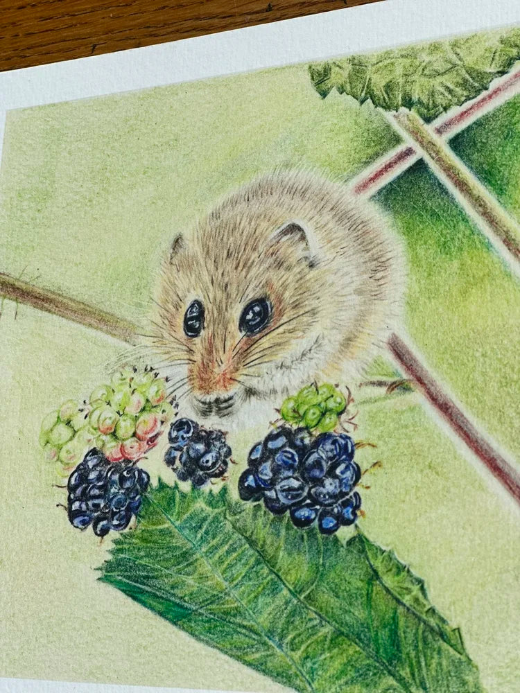 Field Mouse – Fine Art Giclée Print | Limited Edition Wildlife Drawing