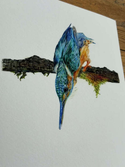 Kingfisher – Bird Art Print | Limited Edition Giclée on Fine Art Paper