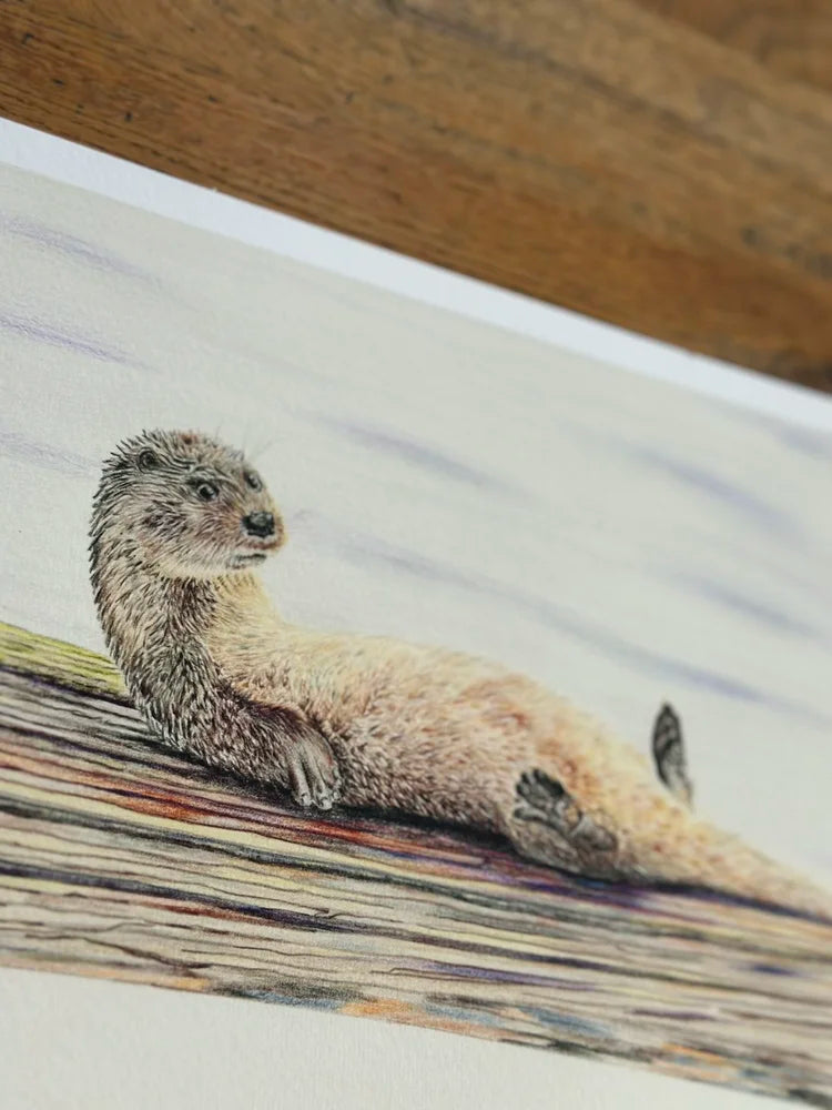 "Otterly Laid Back" – Otter Portrait Art Print | Limited Edition Wildlife Drawing